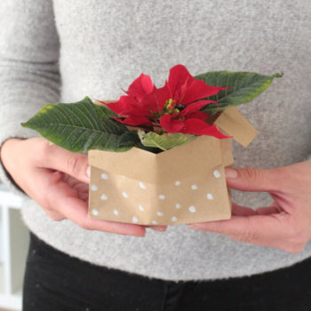 DIY Weihnachtsstern verpacken